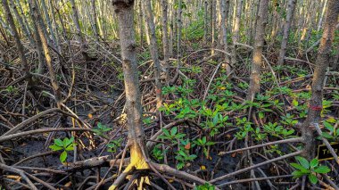 Laem Sadet Sahili Chanthaburi Bölgesi, Tayland 'ın açıkta kalan kökleri, yeşil yaprakları olan bir mangrov ormanının yakın görüntüsü..