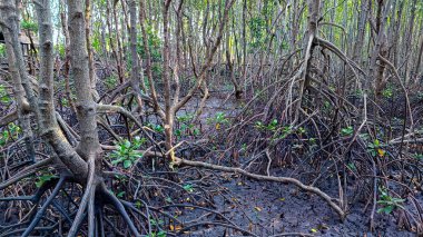 Laem Sadet Sahili Chanthaburi Bölgesi, Tayland 'ın açıkta kalan kökleri, yeşil yaprakları olan bir mangrov ormanının yakın görüntüsü..
