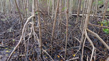 Laem Sadet Sahili Chanthaburi Bölgesi, Tayland 'ın açıkta kalan kökleri, yeşil yaprakları olan bir mangrov ormanının yakın görüntüsü..