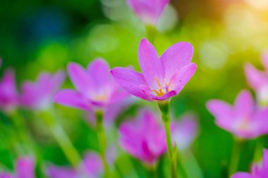 Beautiful Pink rain Lily (Zephyranthes rosea), planted in a row along the marble pathway in the flower garden. Pink blooming flower.                                 