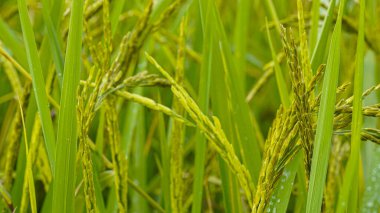 Pirinç tarlası. Mavi gökyüzü ve parlak güneş ışığıyla yeşil pirinç tarlasında pirinç tanelerinin yakın görüntüsü. Pirinç tarlalarda yetişiyor..                                