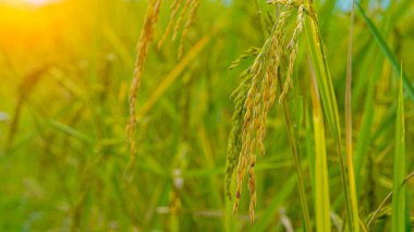 Pirinç tarlası. Mavi gökyüzü ve parlak güneş ışığıyla yeşil pirinç tarlasında pirinç tanelerinin yakın görüntüsü. Pirinç tarlalarda yetişiyor..                                