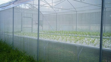 Kalibreli su sistemi ve iklim bakımı olan büyük bir serada sebze yetiştiriyor. Otomatik sis kontrolü bitkilerin sağlıklı büyümesine yardımcı olur. Yüksek teknoloji bitki bakımı, akıllı sulama..                               