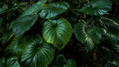Doğa görüşünü kapatın. Ağaç, Asya tropikal doğasının doğal yapraklarını bırakır. Arka plan olarak doğal yaprak kavramı..                               