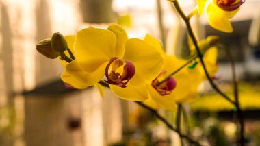 Phalaenopsis orkideleri ilkbaharda çiçek açar ve doğanın güzelliğini süsler. Çiçekler evlerde, pagodalarda, kiliselerde ve en kutsal yerlerde süslenir.