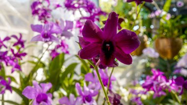 Güzel Kırmızı Orkide - Tam Çiçek Seçici Odaklanma dalında Egzotik Marigold.                                
