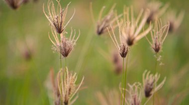 Seçici odaklanma. Akşamları gün batımında gökyüzü olan sazlıklar. Rüzgâr, gün batımına karşı sazlık açar..                                