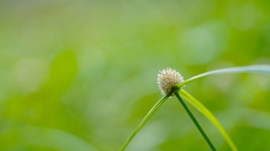 Bokeh, çayırdaki çiçekler ve ekinoplar Tayland 'da kırsal, çevre ve manzara. Botanik bahçesi, çayırlık ve otlakların arka bahçesinde çiçek açan bitkiler, çalılık ya da toplamda doğa