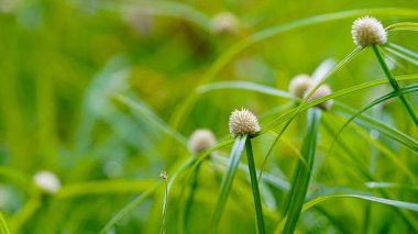 Bokeh, çayırdaki çiçekler ve ekinoplar Tayland 'da kırsal, çevre ve manzara. Botanik bahçesi, çayır ve otlaklar. Bahçede çiçek açan bitkiler, çalılık ya da yazın doğa.                               