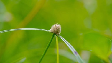 Bokeh, çayırdaki çiçekler ve ekinoplar Tayland 'da kırsal, çevre ve manzara. Botanik bahçesi, çayır ve otlaklar. Bahçede çiçek açan bitkiler, çalılık ya da yazın doğa.                               