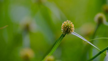 Bokeh, çayırdaki çiçekler ve ekinoplar Tayland 'da kırsal, çevre ve manzara. Botanik bahçesi, çayır ve otlaklar. Bahçede çiçek açan bitkiler, çalılık ya da yazın doğa.                               