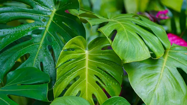 Vahşi Hawaii Canavarı Bitkisi. Büyük Canavar yapraklarının tropik yeşil arka planı. Canavar yaprakları ya da İsviçre peynir fabrikası ya da doğadaki canavar gurme.                               