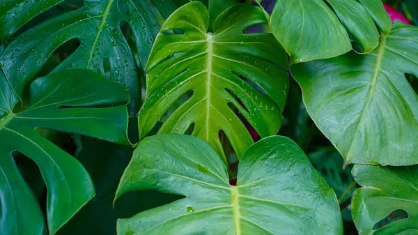Vahşi Hawaii Canavarı Bitkisi. Büyük Canavar yapraklarının tropik yeşil arka planı. Canavar yaprakları ya da İsviçre peynir fabrikası ya da doğadaki canavar gurme.                               
