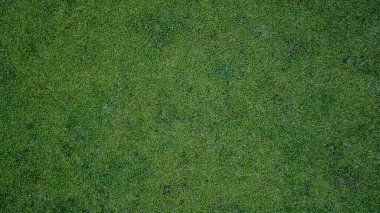 Yeşil çimen arka plan, bahçe manzarası yeşil arka plan yapmak için kullanılan parlak çimen konsepti, spor alanı için çimen, golf sahası yeşil çizgili doku arka plan                                