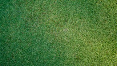 Golf topu yeşil çimlerin üzerinde, golf sahasında, arka planda güneş ışığı var. Yakın plan golf topu, bulanık yeşil bokeh arkaplanlı..                                