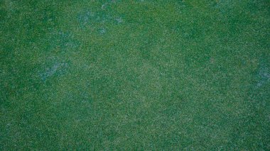 Golf topu yeşil çimlerin üzerinde, golf sahasında, arka planda güneş ışığı var. Yakın plan golf topu, bulanık yeşil bokeh arkaplanlı..                                