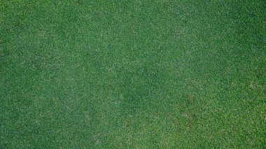 Yeşil çimen arka plan, bahçe manzarası yeşil arka plan yapmak için kullanılan parlak çimen konsepti, spor alanı için çimen, golf sahası yeşil çizgili doku arka plan                                