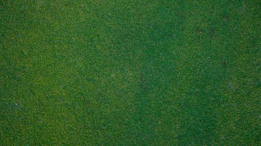 Yeşil çimen arka plan, bahçe manzarası yeşil arka plan yapmak için kullanılan parlak çimen konsepti, spor alanı için çimen, golf sahası yeşil çizgili doku arka plan                                
