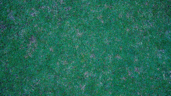 Golf topu yeşil çimlerin üzerinde, golf sahasında, arka planda güneş ışığı var. Yakın plan golf topu, bulanık yeşil bokeh arkaplanlı..                                