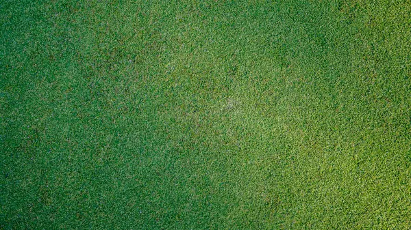 Golf topu yeşil çimlerin üzerinde, golf sahasında, arka planda güneş ışığı var. Yakın plan golf topu, bulanık yeşil bokeh arkaplanlı..                                