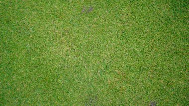 Yeşil çimen arka planı, bahçe manzarası yeşil fon yapmak için kullanılan parlak çimen konsepti, spor alanı için çimen                               