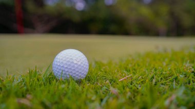 Golf topu yeşil çimlerin üzerinde sabah güneşli güzel bir golf sahasında. İlk kısa devrede golfe hazır..                                     