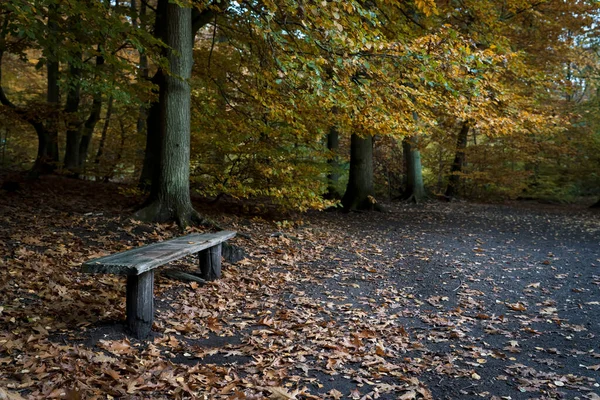 Stará Lavička Krásném Podzimním Lese Prašnou Pěšinou Polevě — Stock fotografie