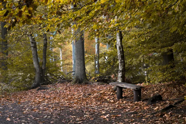 Stará Lavička Krásném Podzimním Lese Prašnou Pěšinou Polevě — Stock fotografie