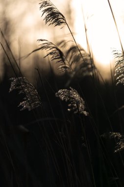 Batan kış güneşinin ılık arka planında güzel sazlıklar