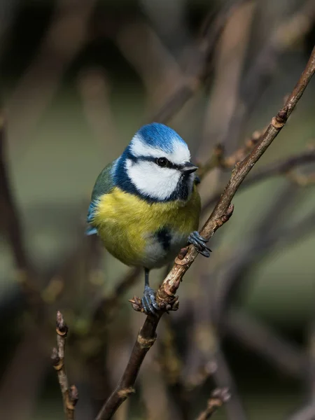 Beautiful Eurasian Blue Tit Bird Sitting Thin Twig Looking Side — Stockfoto