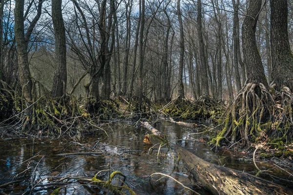 Alder Trees Stilt Roots Growing Wet Swamp — Stock Photo, Image