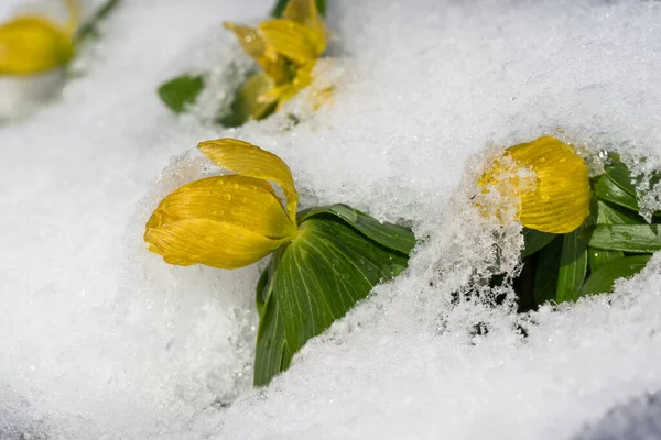 Zimní Květy Aconitu Vykukující Sněhovou Pokrývkou — Stock fotografie