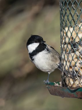 Cute coal tit bird sitting on an old and rusty bird feeder with peanuts and sunflower seeds looking at the food