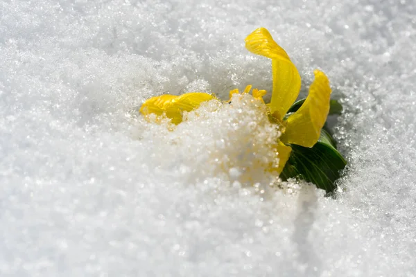 Winter Aconite Flower Almost Covered Snow — Stock Photo, Image