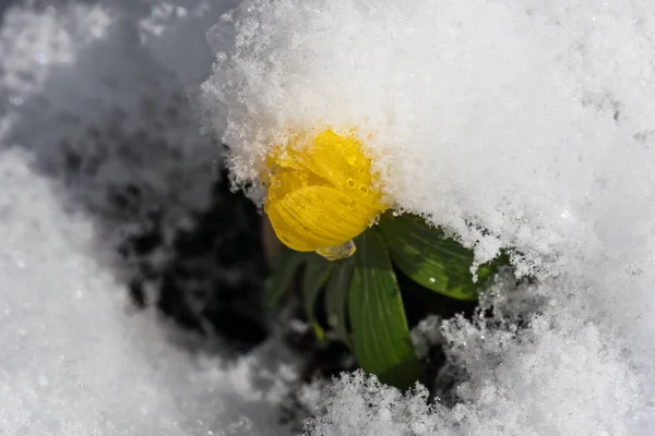 Flor Acónito Invierno Casi Cubierta Nieve —  Fotos de Stock