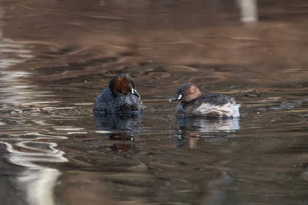 Pair Little Grebe Birds Swimming Close Each Other — Stock Photo, Image