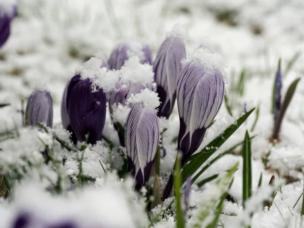 雪に覆われた紫水晶の花を閉じます — ストック写真