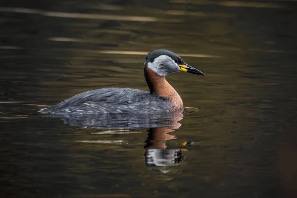 Close Red Necked Grebe Seen Side — Stock Photo, Image
