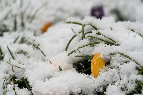 Närbild Gula Eller Orange Krokus Blommor Nästan Täckt Med Snö — Stockfoto
