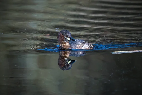 Zblízka Malý Grebe Ptáček Plavat Hlavou Otočenou Krásný Odraz — Stock fotografie