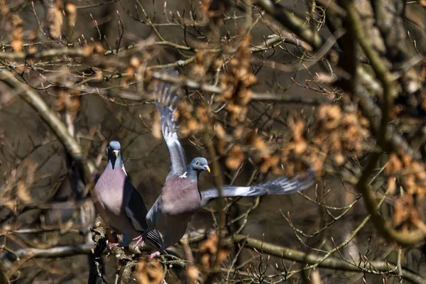 Funny Pair Common Wood Pigeons Tree One Takes While Other — Stock Photo, Image