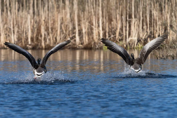 Dwie Gęsi Szaro Lagunowe Lądujące Synchronicznie Jeziorze Pięknym Świetle Widzianym — Zdjęcie stockowe
