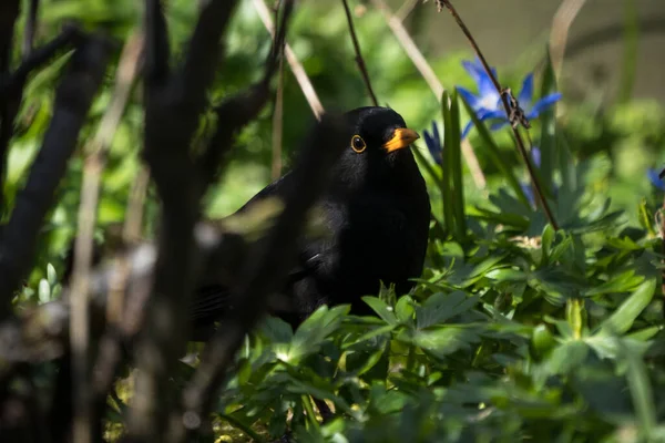 Pájaro Negro Común Eurasiático Asomándose Detrás Algunas Ramas Sentadas Entre — Foto de Stock