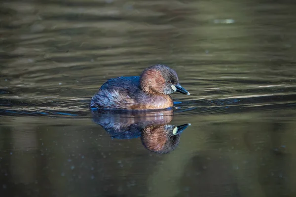 Close Little Grebe Bird Swimming Beautiful Reflection — Stock Photo, Image