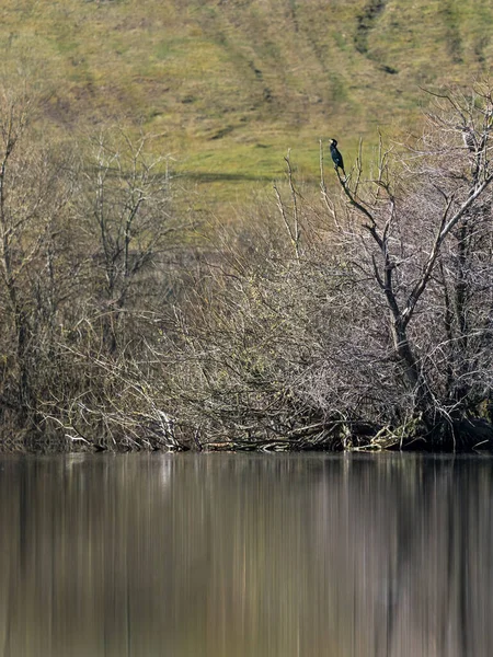 Jezero Bezlistými Stromy Trávou Pokryté Svahem Pozadí Kormorán Sedí Stromě — Stock fotografie