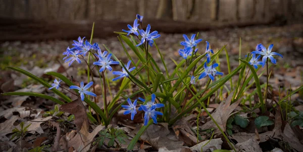 Detailní Záběr Modrých Květů Scilla Lesní Půdě Začátku Jara — Stock fotografie