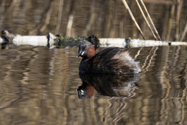 Zblízka Pohled Malého Grebe Ptáčka Plavat Hlavou Otočenou Odraz Vodě — Stock fotografie