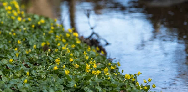 Žluté Pilewort Květy Svahu Jezera Selektivním Ostřením Rozmazané Pozadí Začátku — Stock fotografie