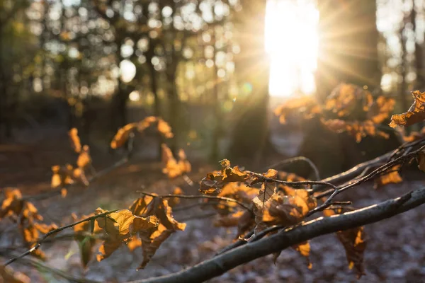 Закрыть Осенний Бук Листья Задней Свет Солнцем Заднем Плане — стоковое фото