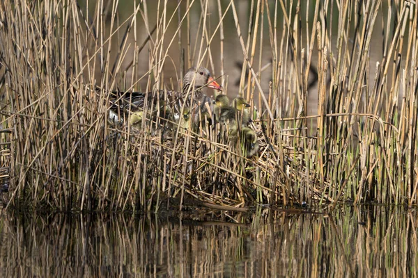 Well Camouflaged Greylag Goose Nest Its Goslings — Stock Photo, Image